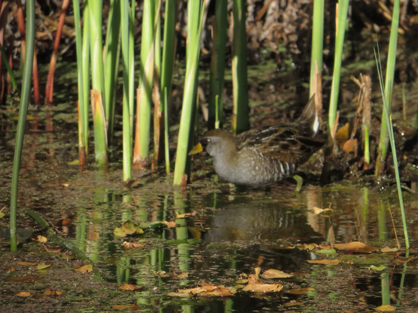 Sora Rail in the Garden Pond