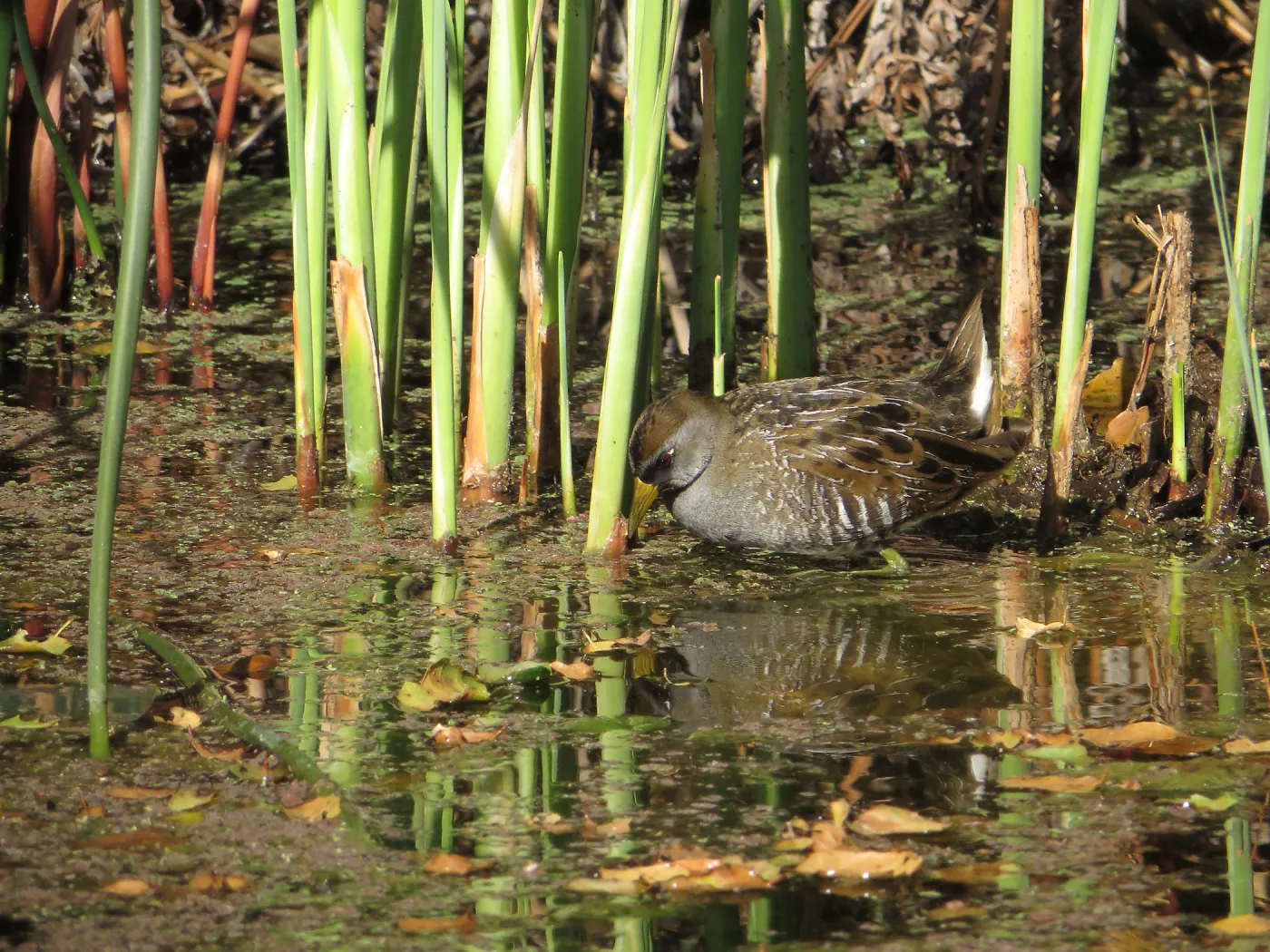 Sora Rail in the Garden Pond