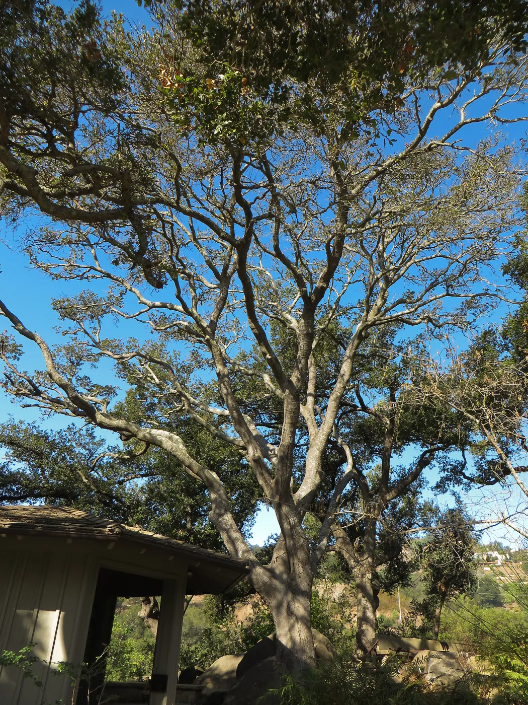 Oak tree (Coastal Live Oak) at Lockwood de Forest Kiosk