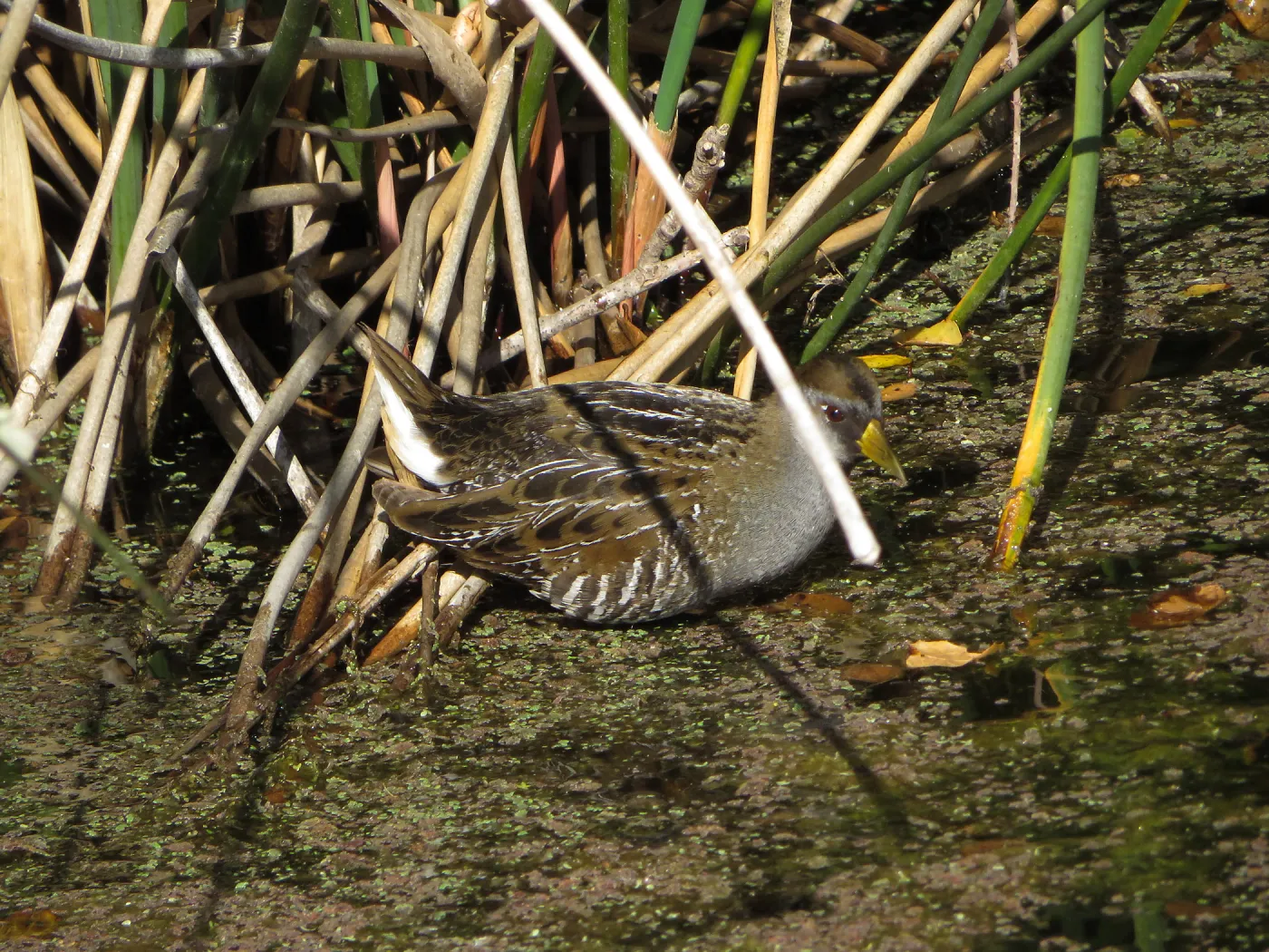 Sora Rail in the Garden Pond