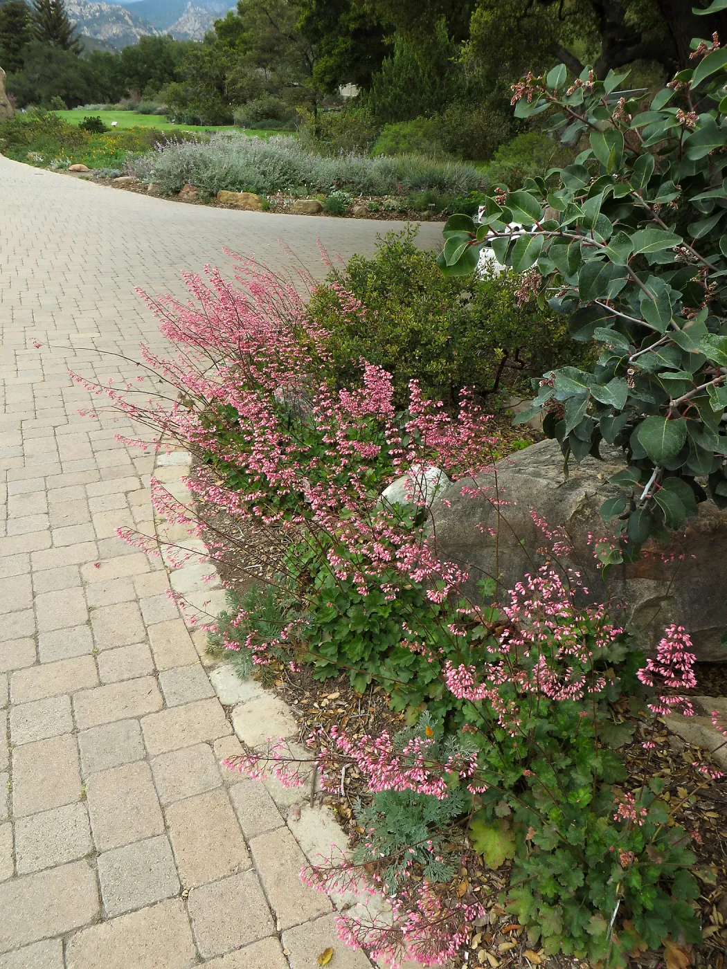 Heuchera Wendy at courtyard entrance