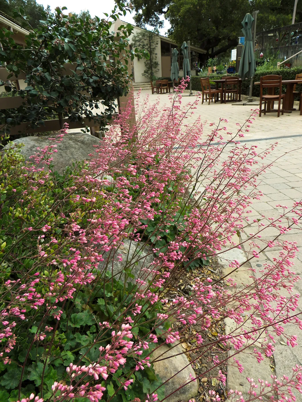 Heuchera Wendy at courtyard entrance
