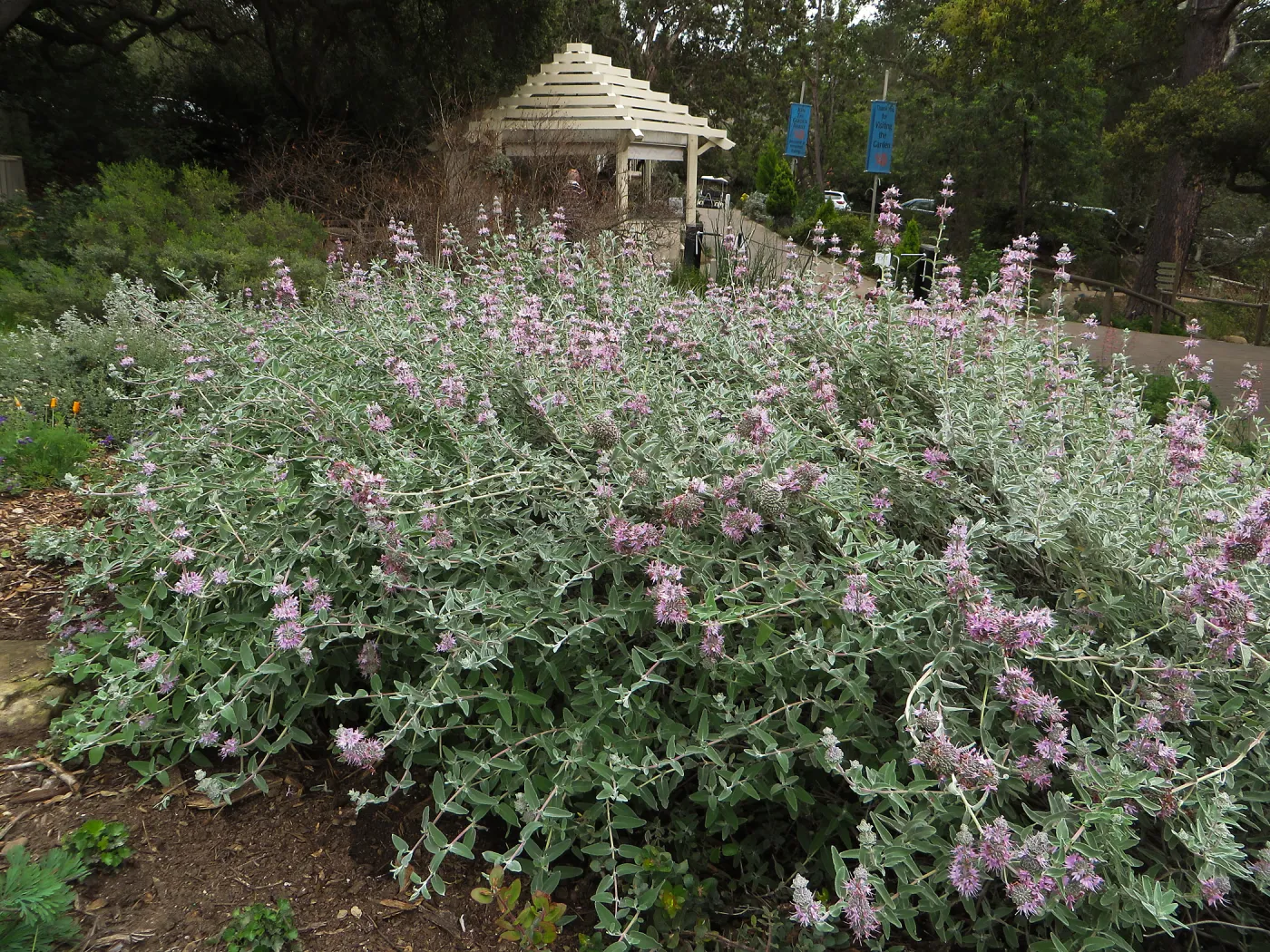Salvia (Sage) Tilden Prostrate in Ground Cover display