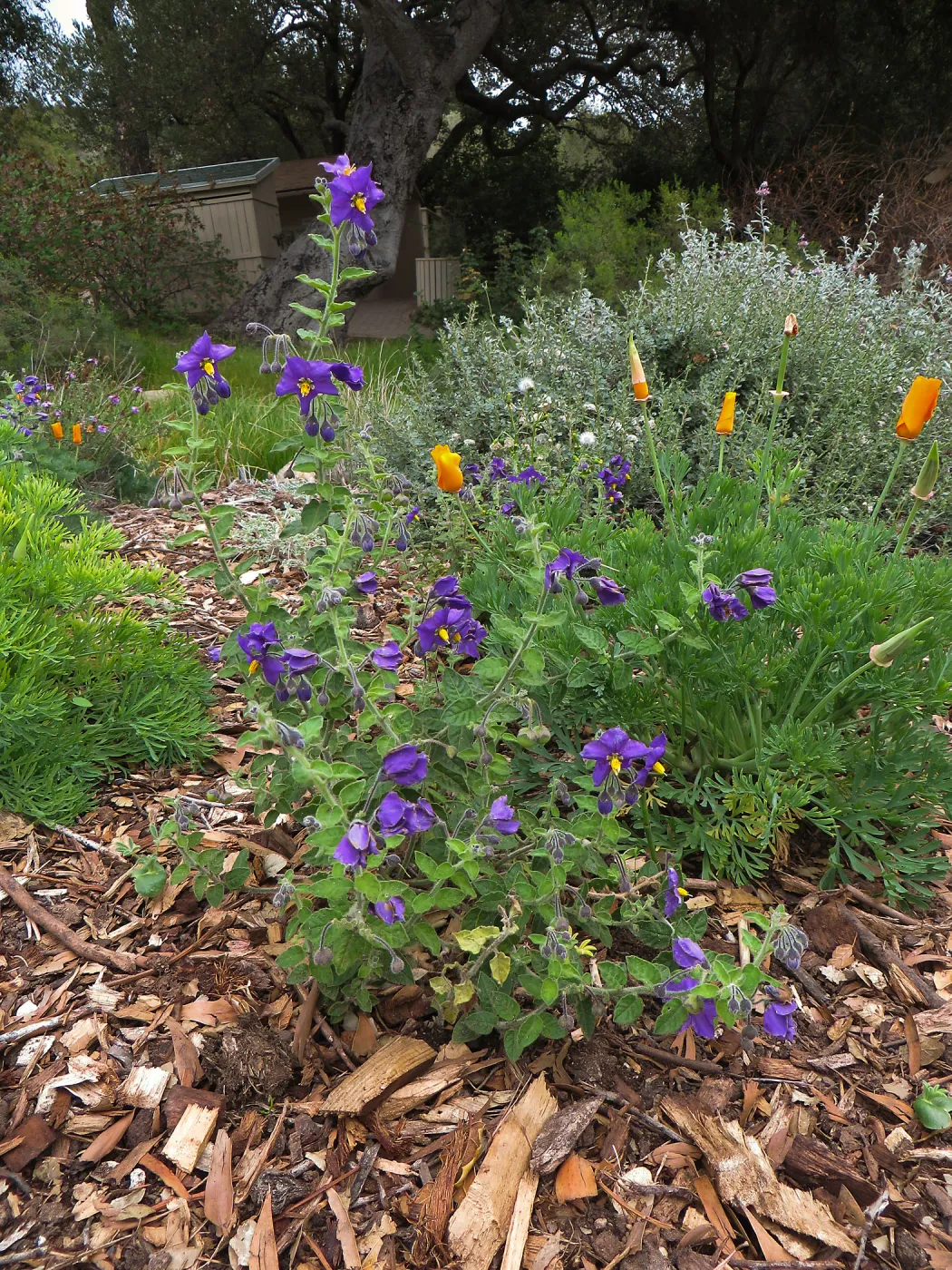 Solanum Mountain Pride, Ground Cover display