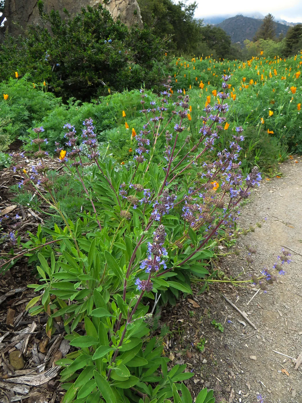 Salvia Daras Choice in the Groundcover Display