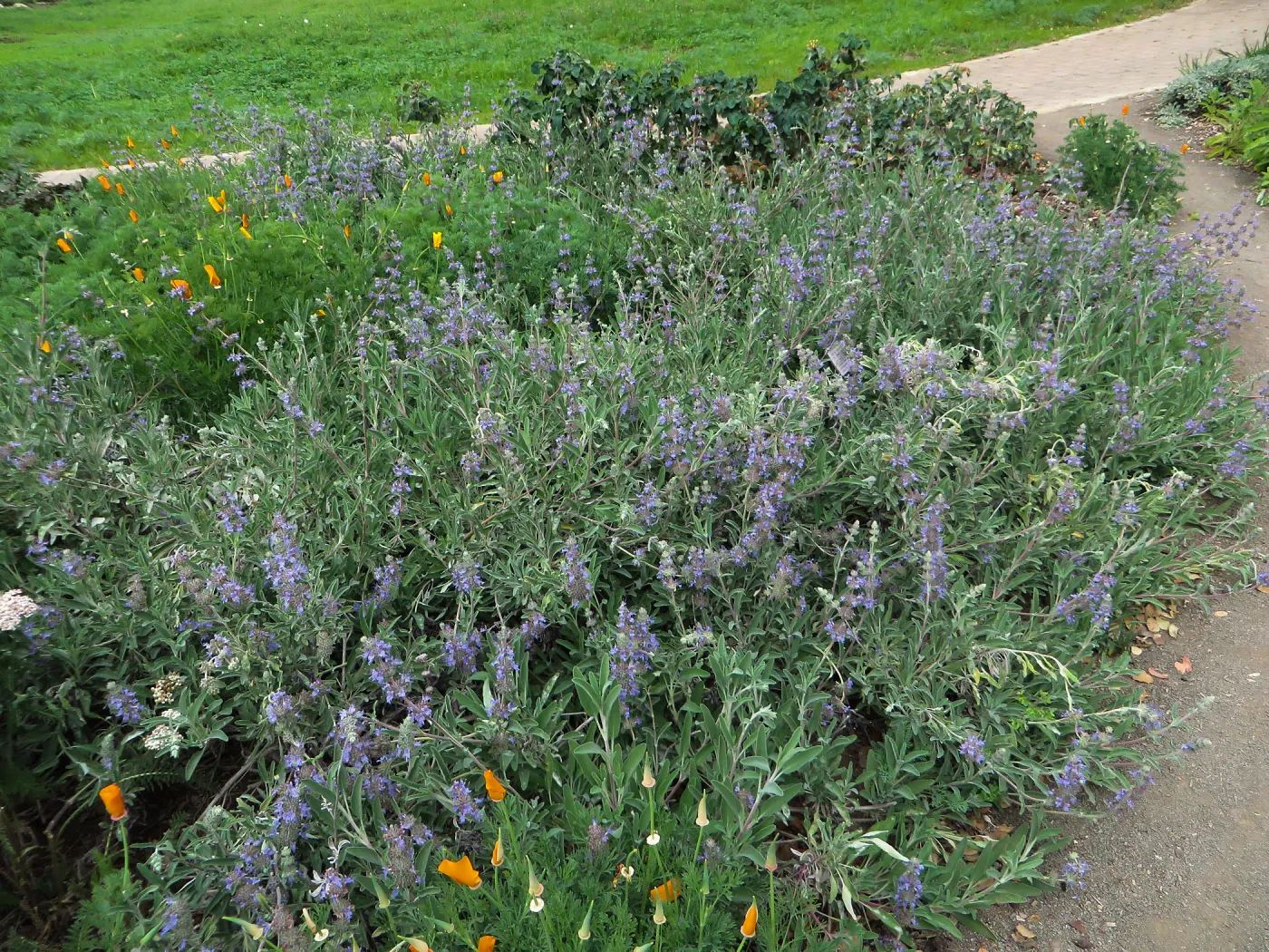 Salvia Bees Bliss in Ground Cover display