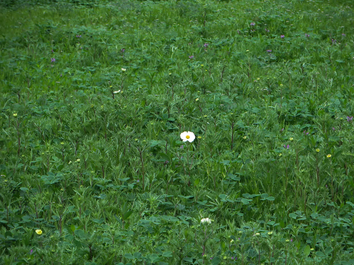 First Layia in the Meadow