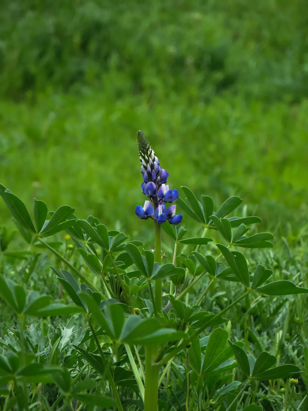 Frist Lupine (Lupinus succulentus) in the Meadow