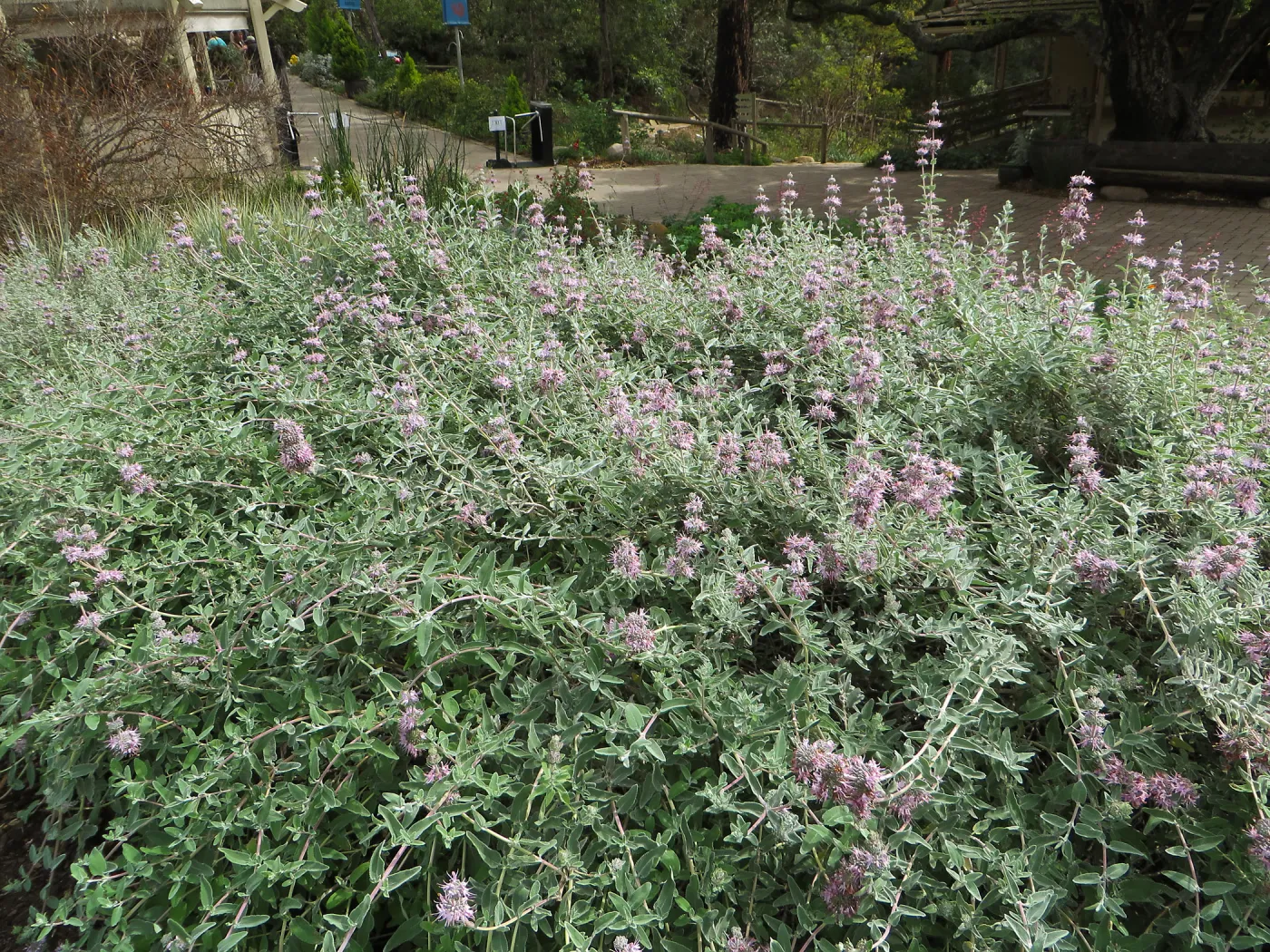Salvia (Sage) Tilden Prostrate 