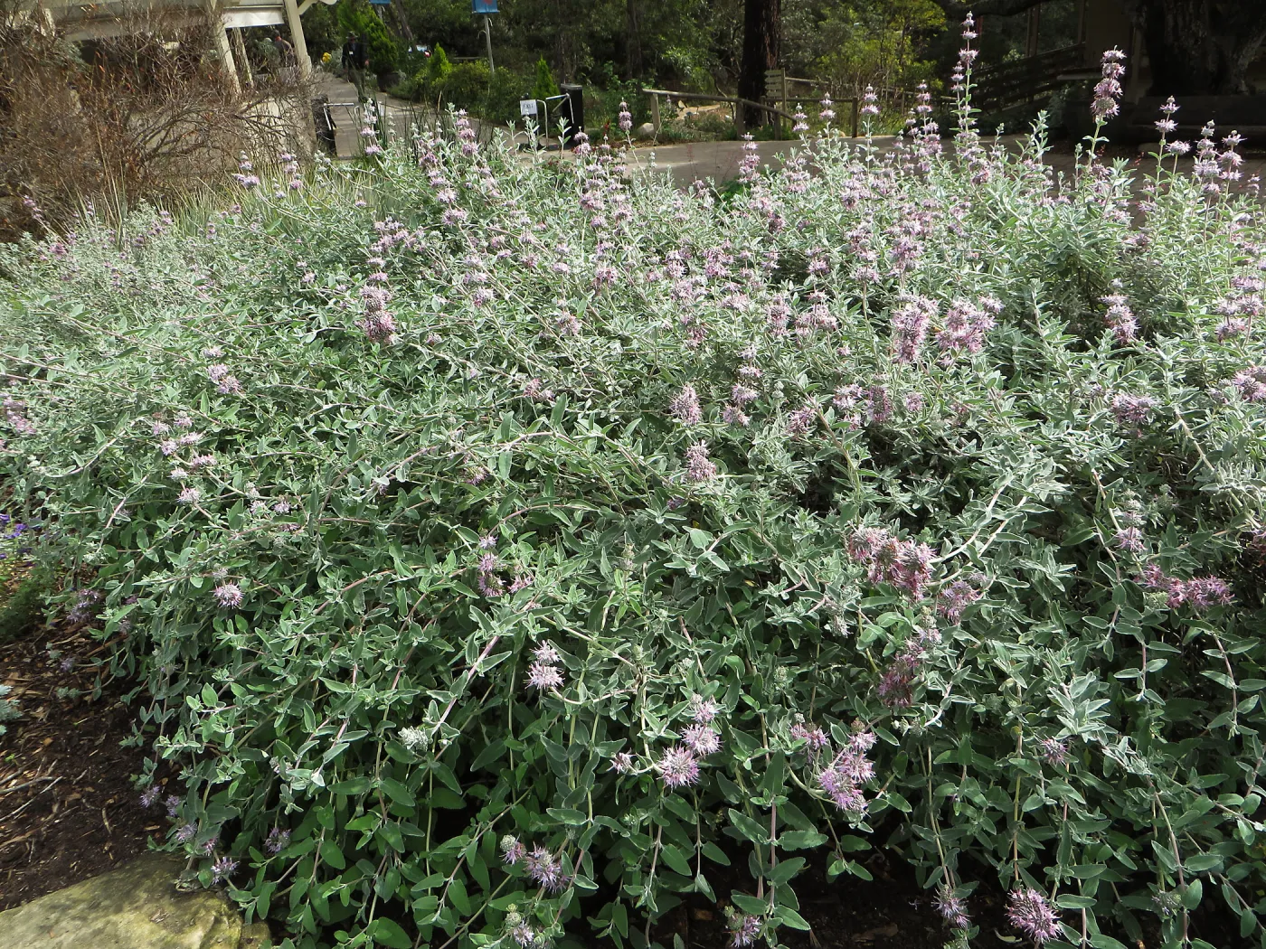 Salvia (Sage) Tilden Prostrate