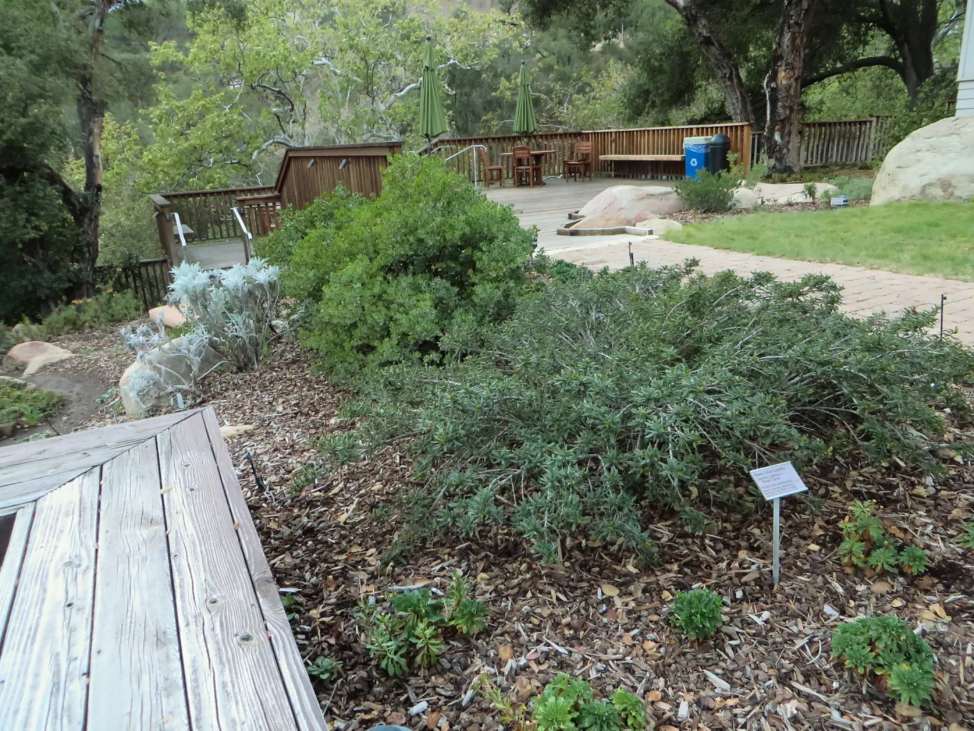 Ceanothus Wheeler Canyon in Home Demo Garden