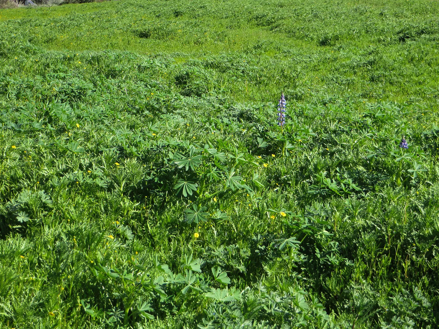 Meadow wildflower germination