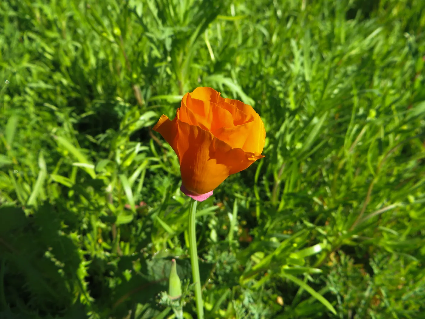 First Poppy flower in Meadow display
