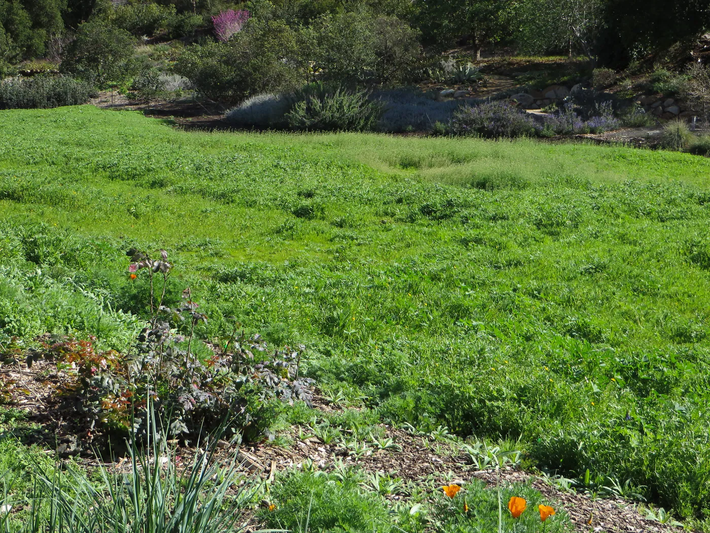 Meadow wildflower germination