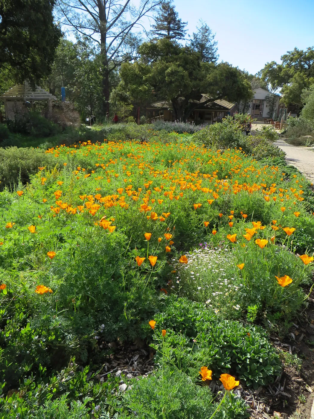 Poppies in Ground Cover display