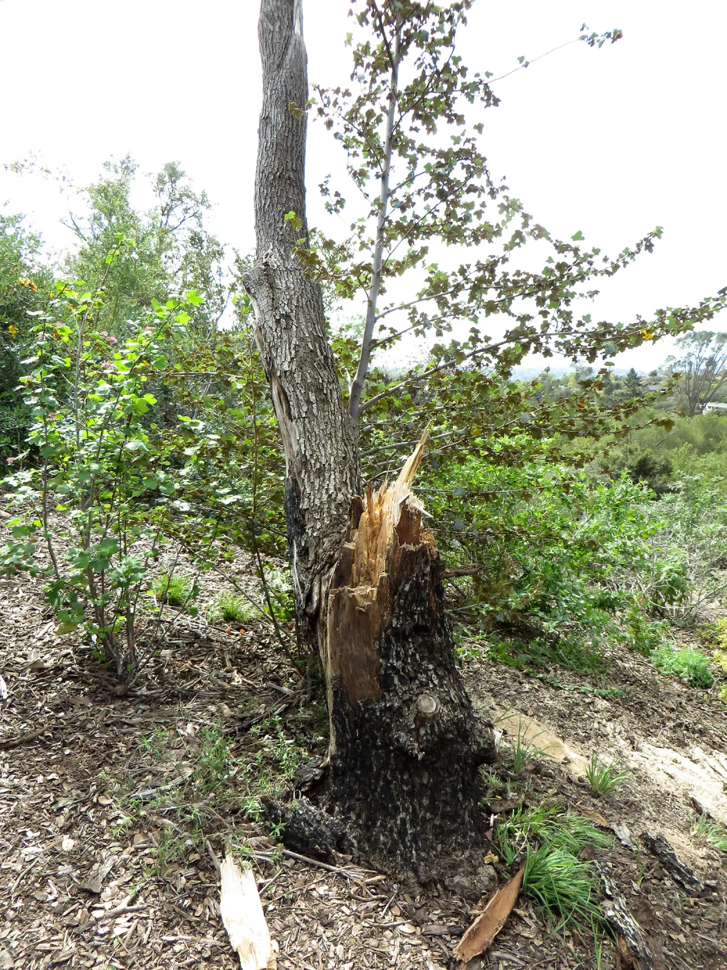Quercus with fire damage, Porter Trail