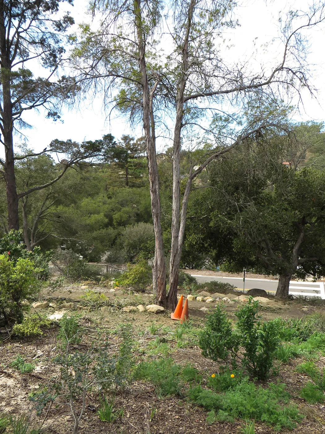 Quercus with fire damage, Porter Trail