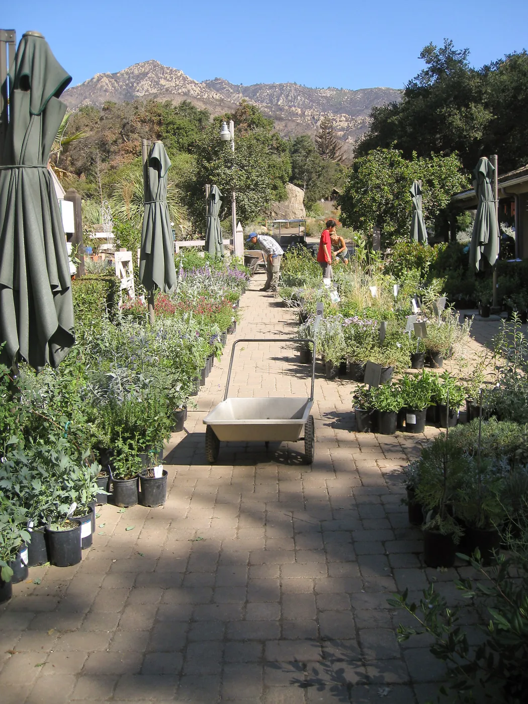 2009 Fall Plant Sale set-up