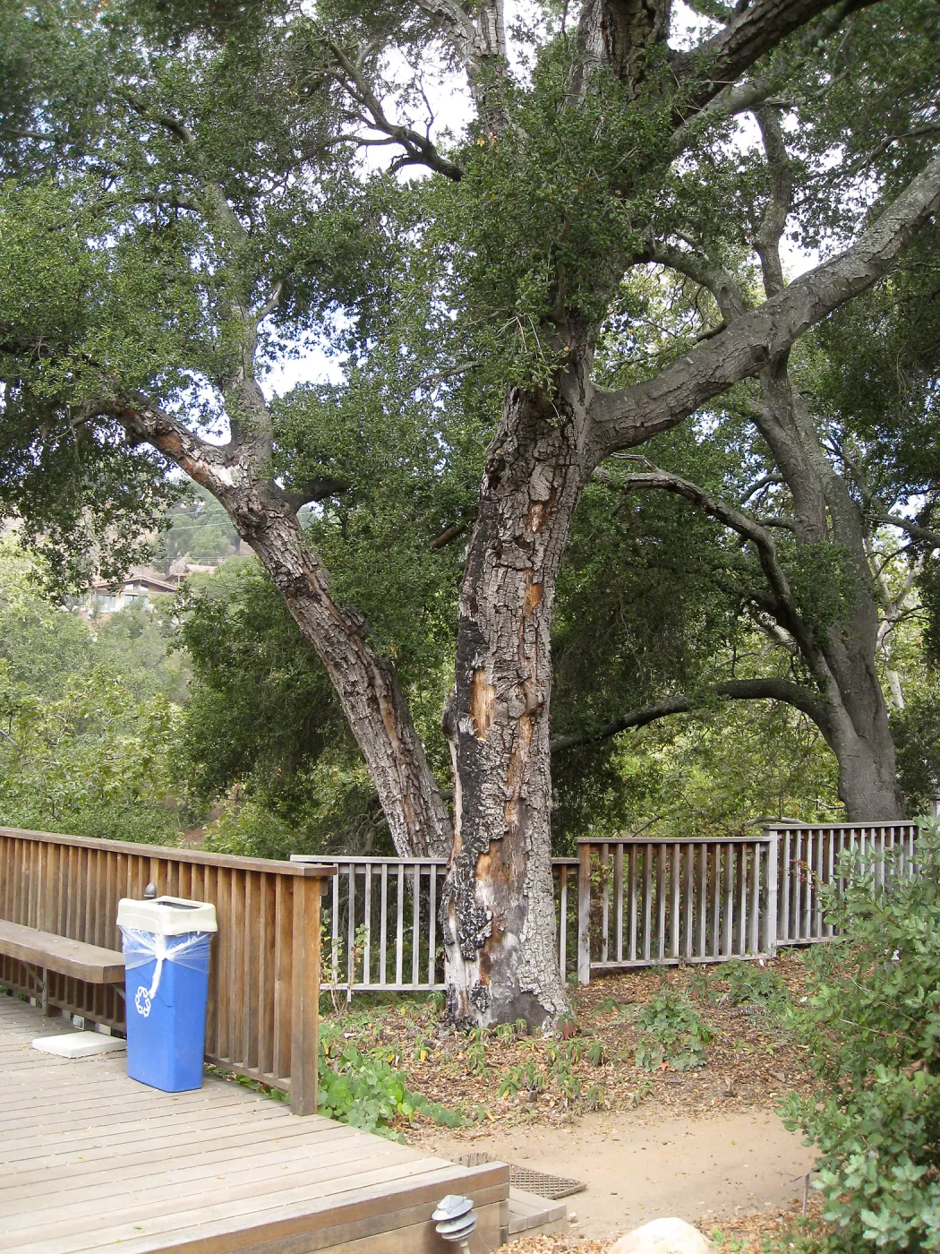 Fire Damage to trees in the Home Demo Garden