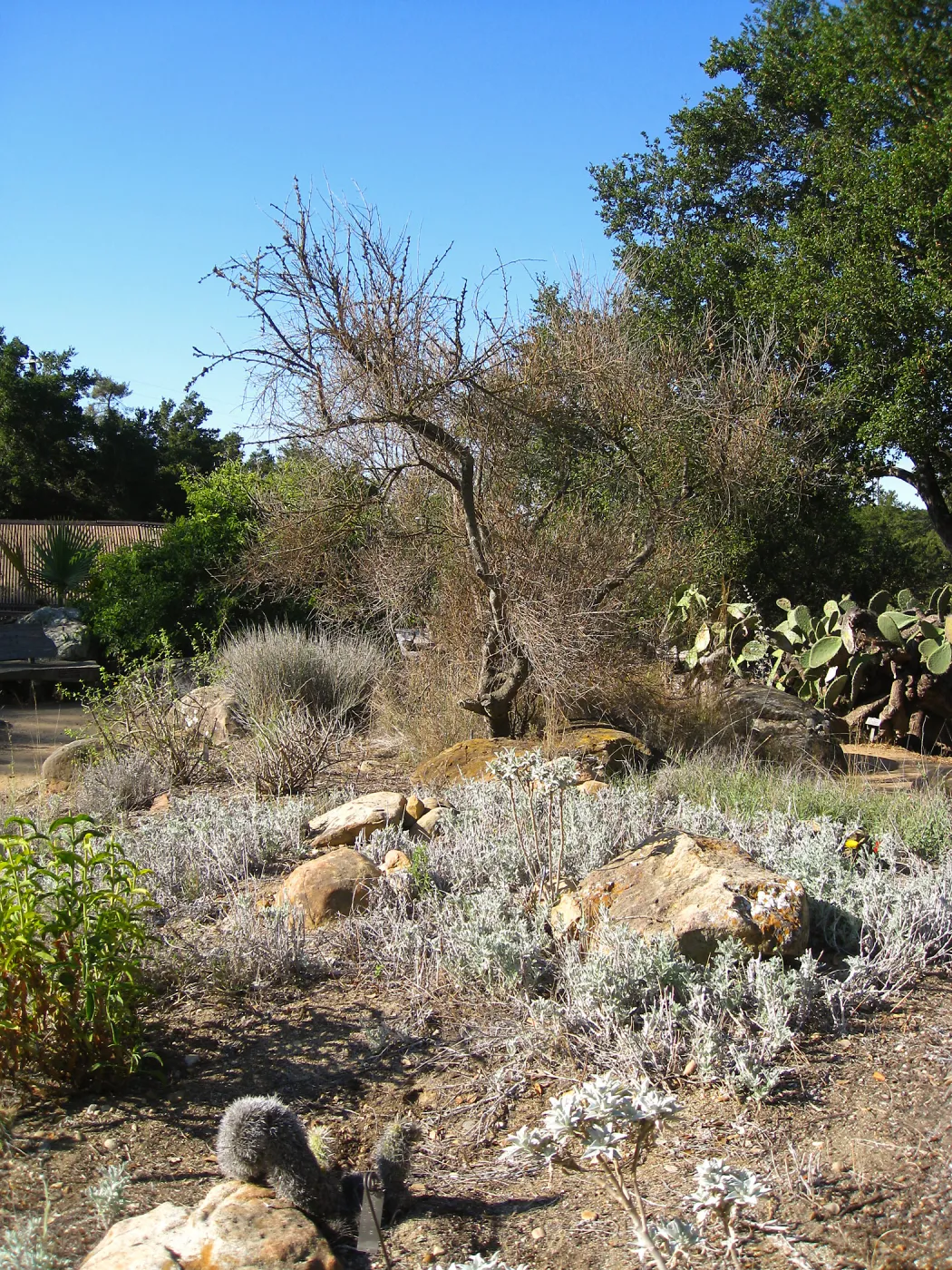 Paloverde (dead) before removal from Desert Section