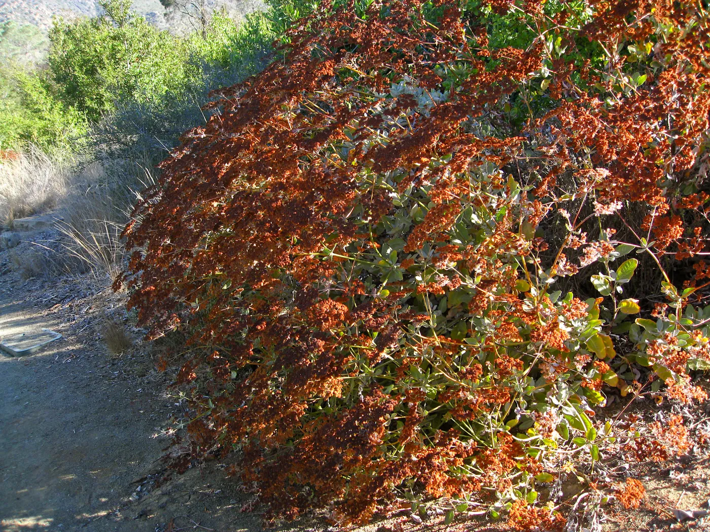 Eriogonum giganteum flowers