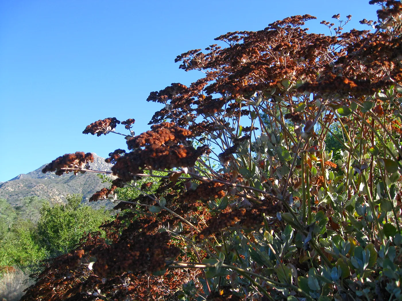 Eriogonum giganteum flowers