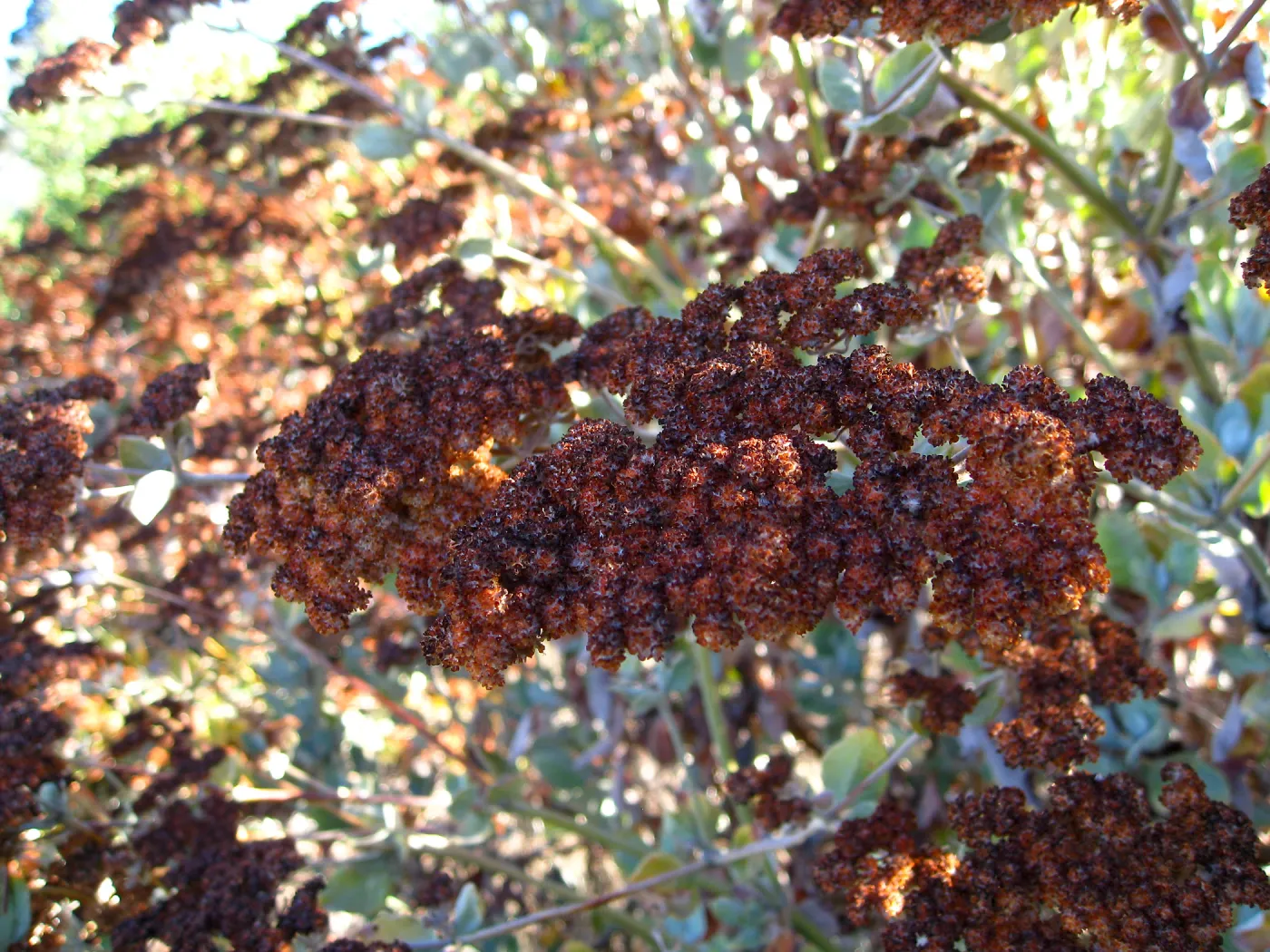 Eriogonum giganteum flowers