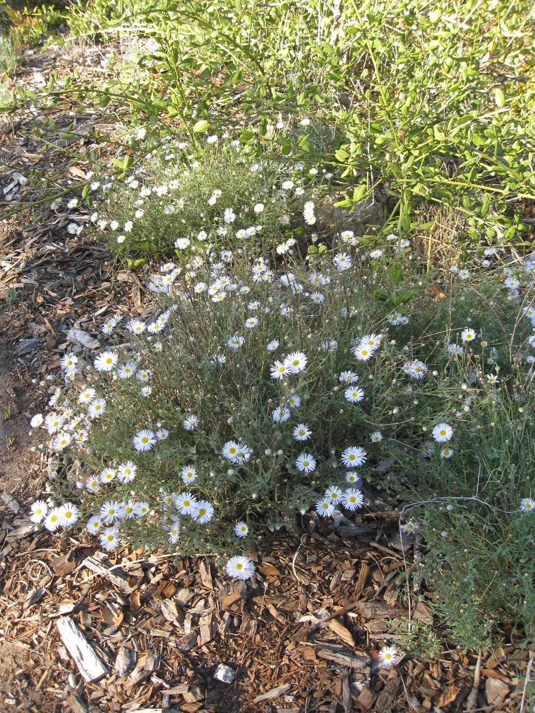 Erigeron divergens in Ground Cover Display