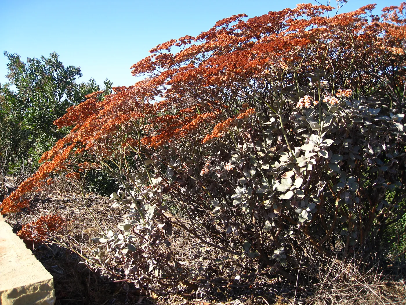 Eriogonum giganteum