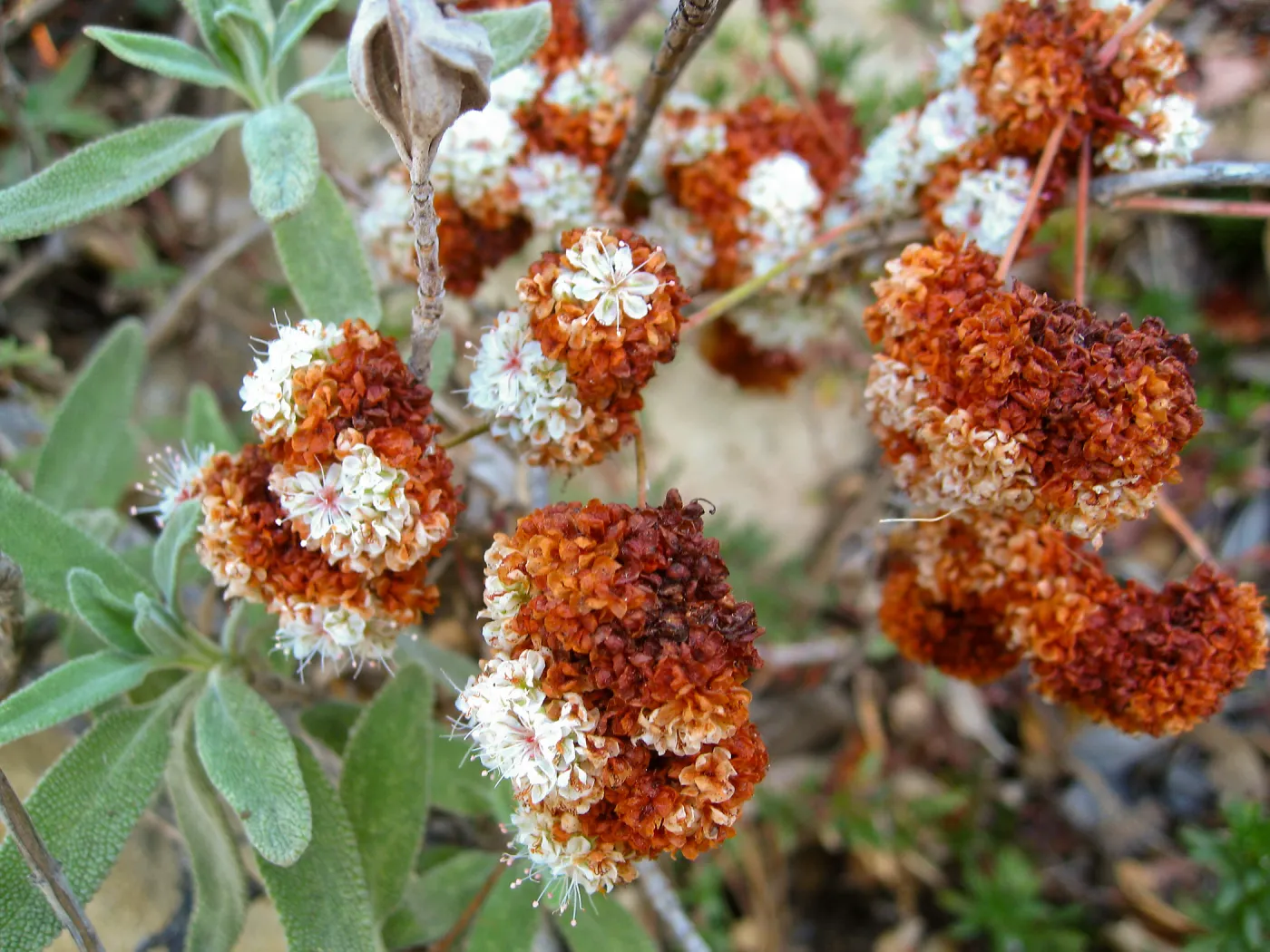 Eriogonum fasiculatum, flower close-up