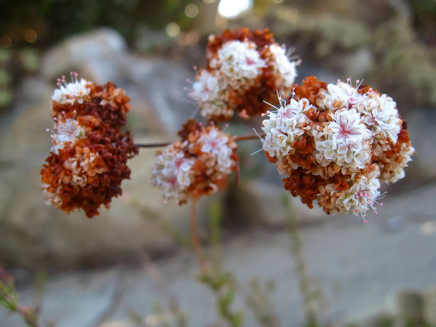 Eriogonum fasiculatum, flower close-up