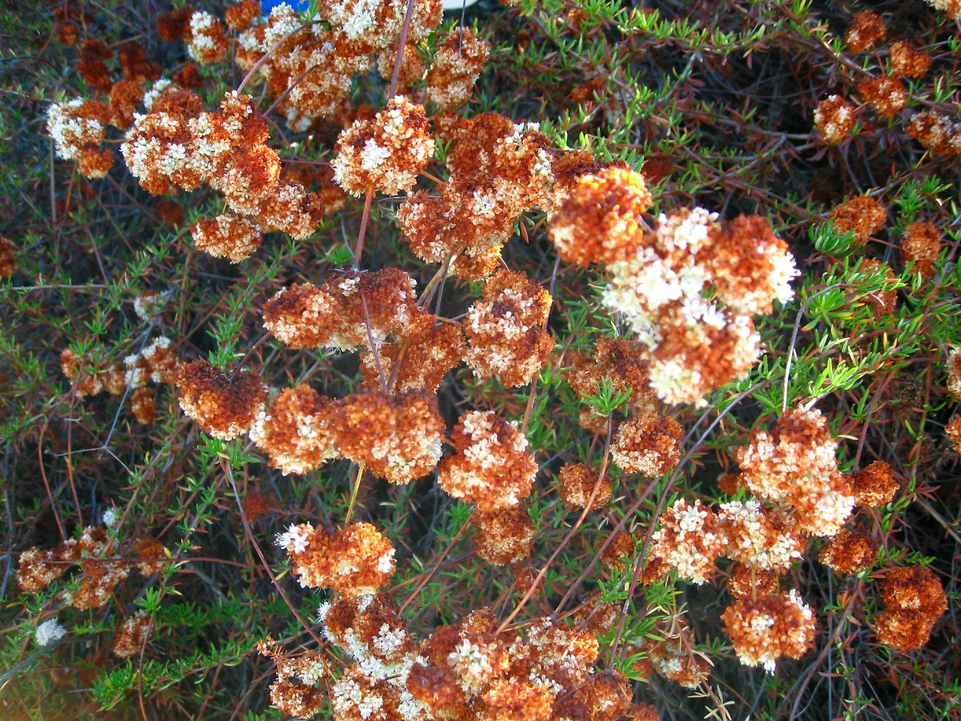 Eriogonum fasiculatum