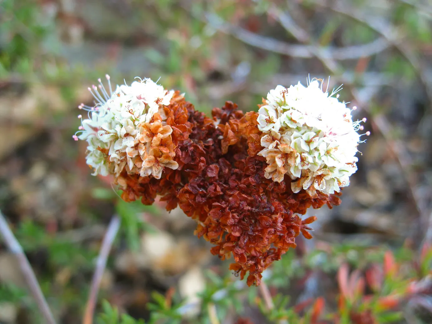 Eriogonum fasiculatum, flower close-up