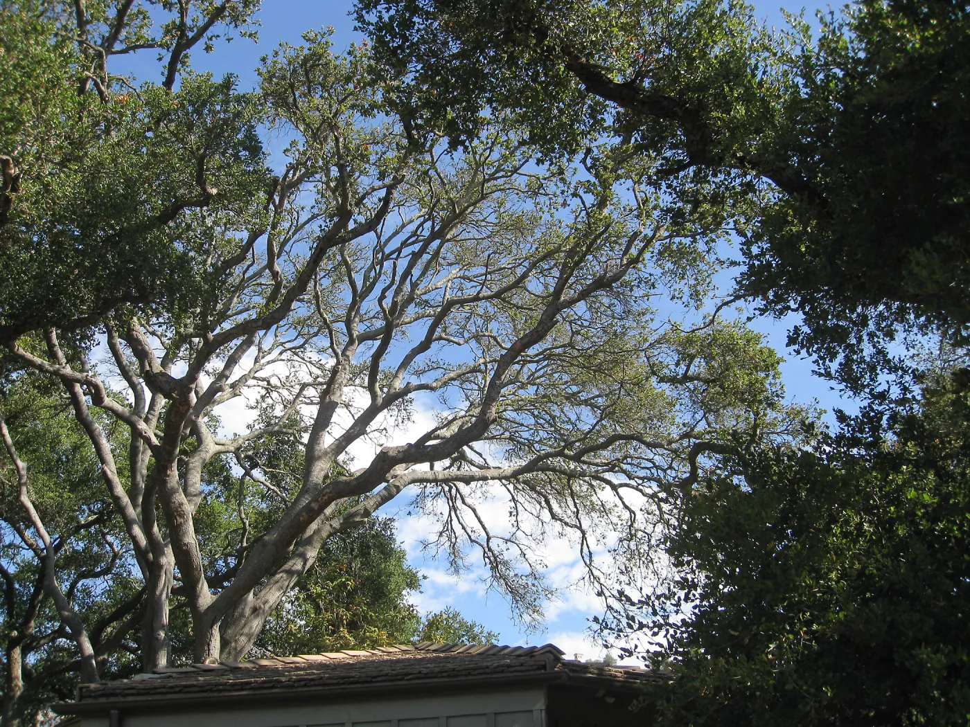 Oak tree over the Lockwood de Forest Kiosk, before removal
