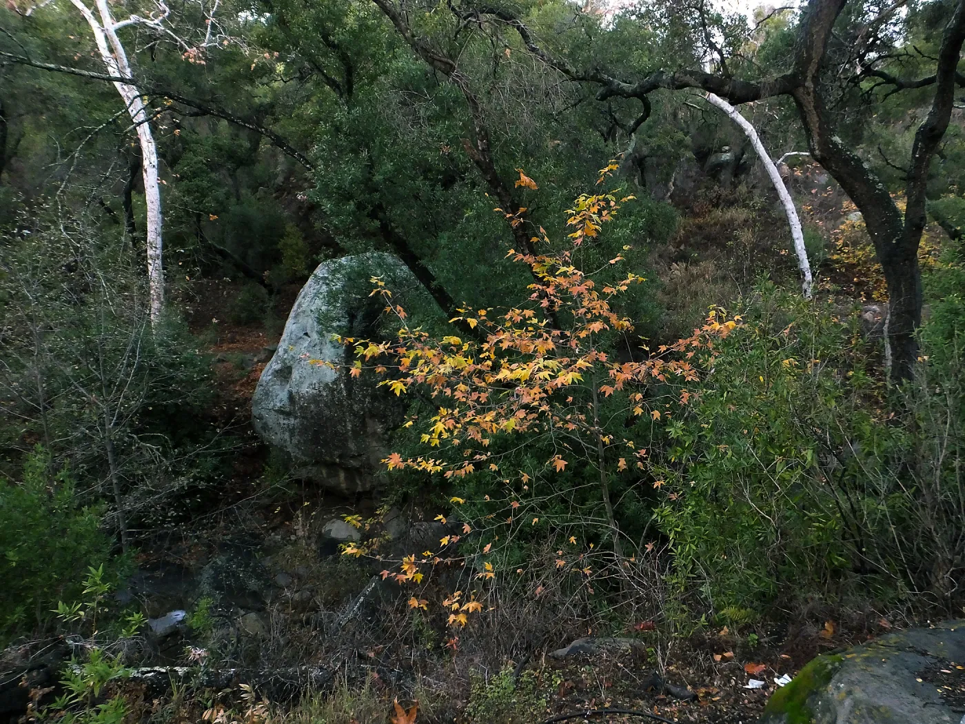 Lassiter Boulder and sycamore after rain