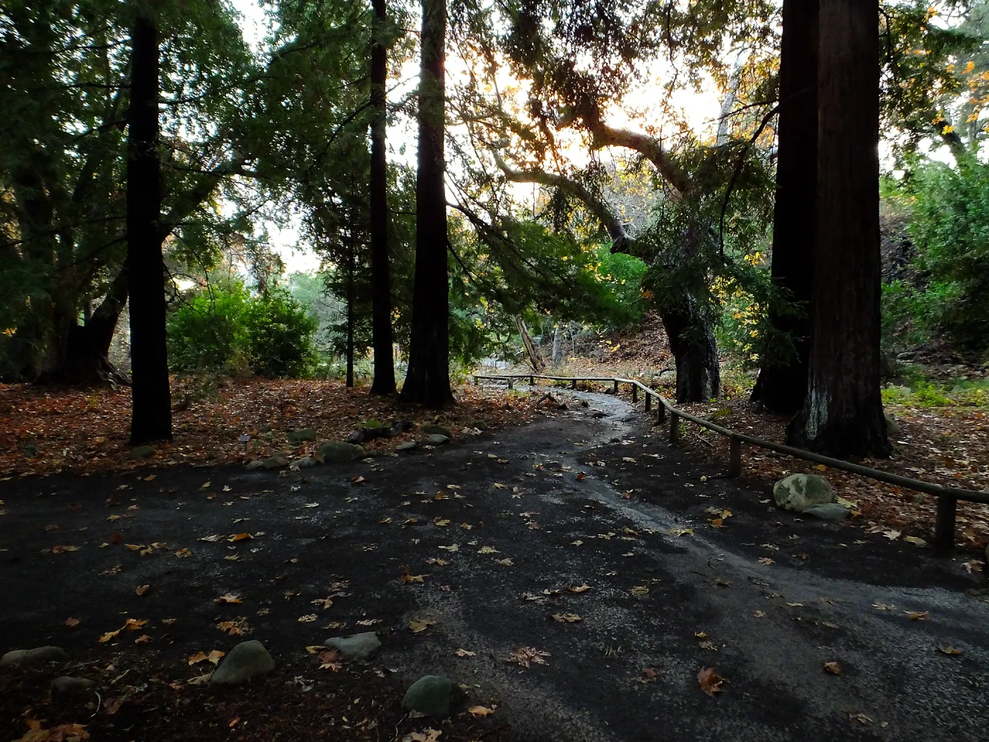 Redwood Section after rain