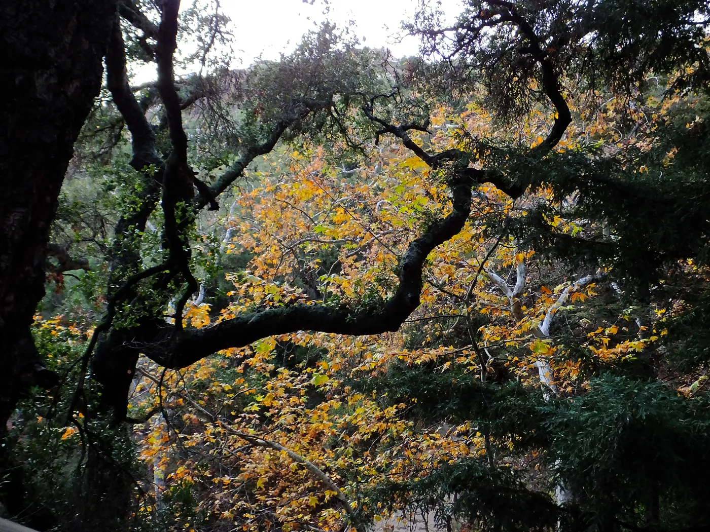 Oaks and Sycamores in Canyon after rain