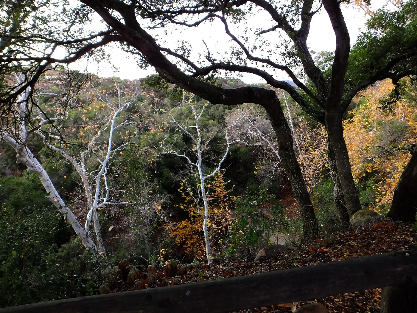 Canyon trees after rain