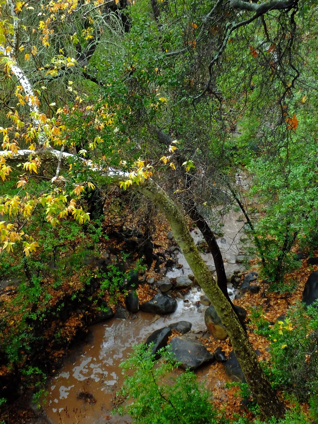 View from Canyon rim, adjacent to Cottage after rainfall