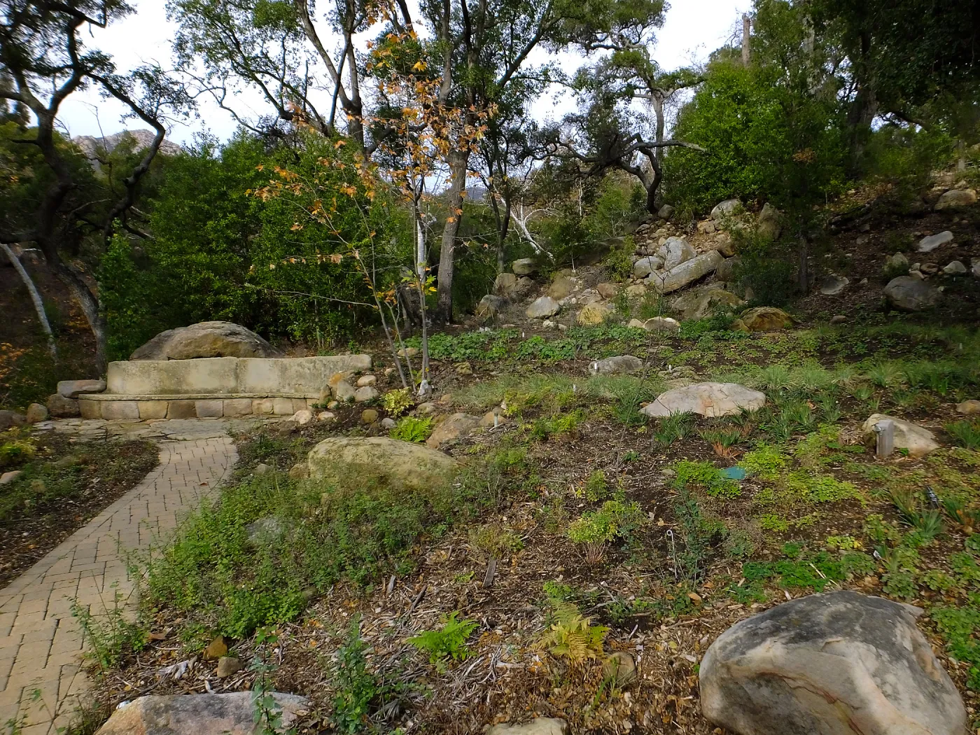 Wooded Dell after completion of main section planting