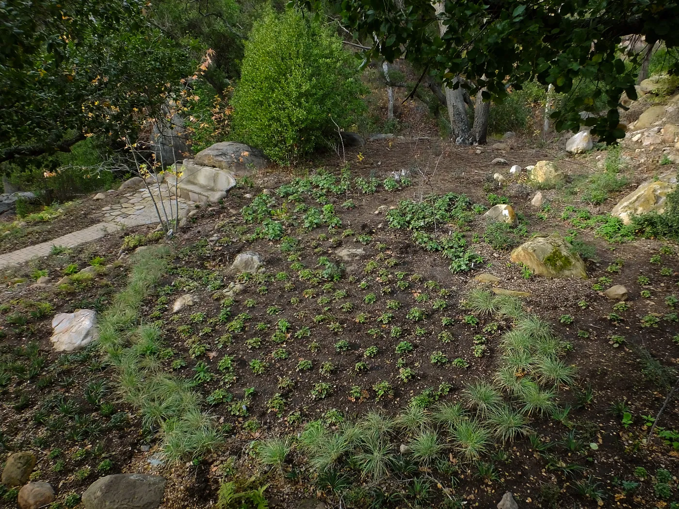 Wooded Dell after completion of main section planting