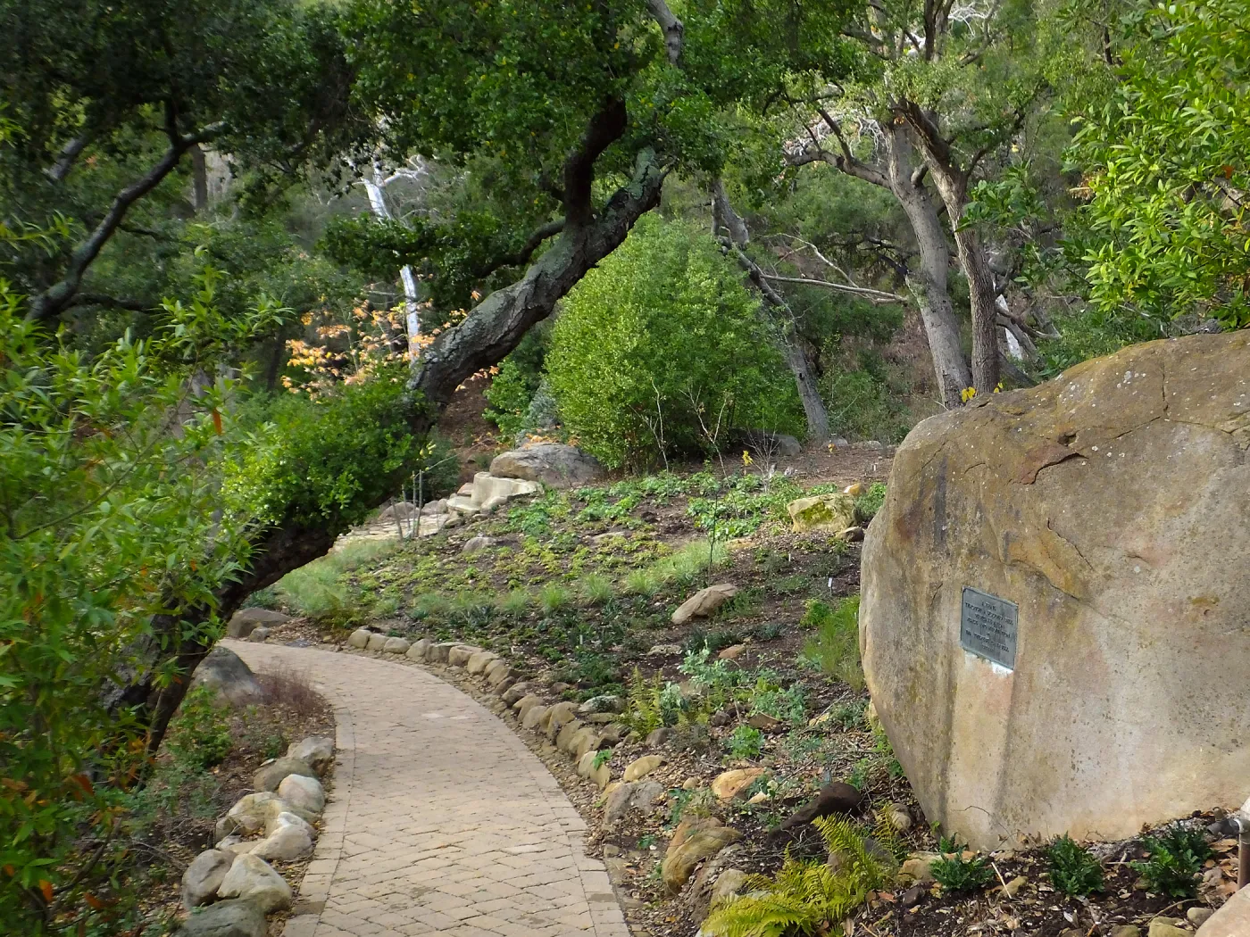 Wooded Dell after completion of main section planting