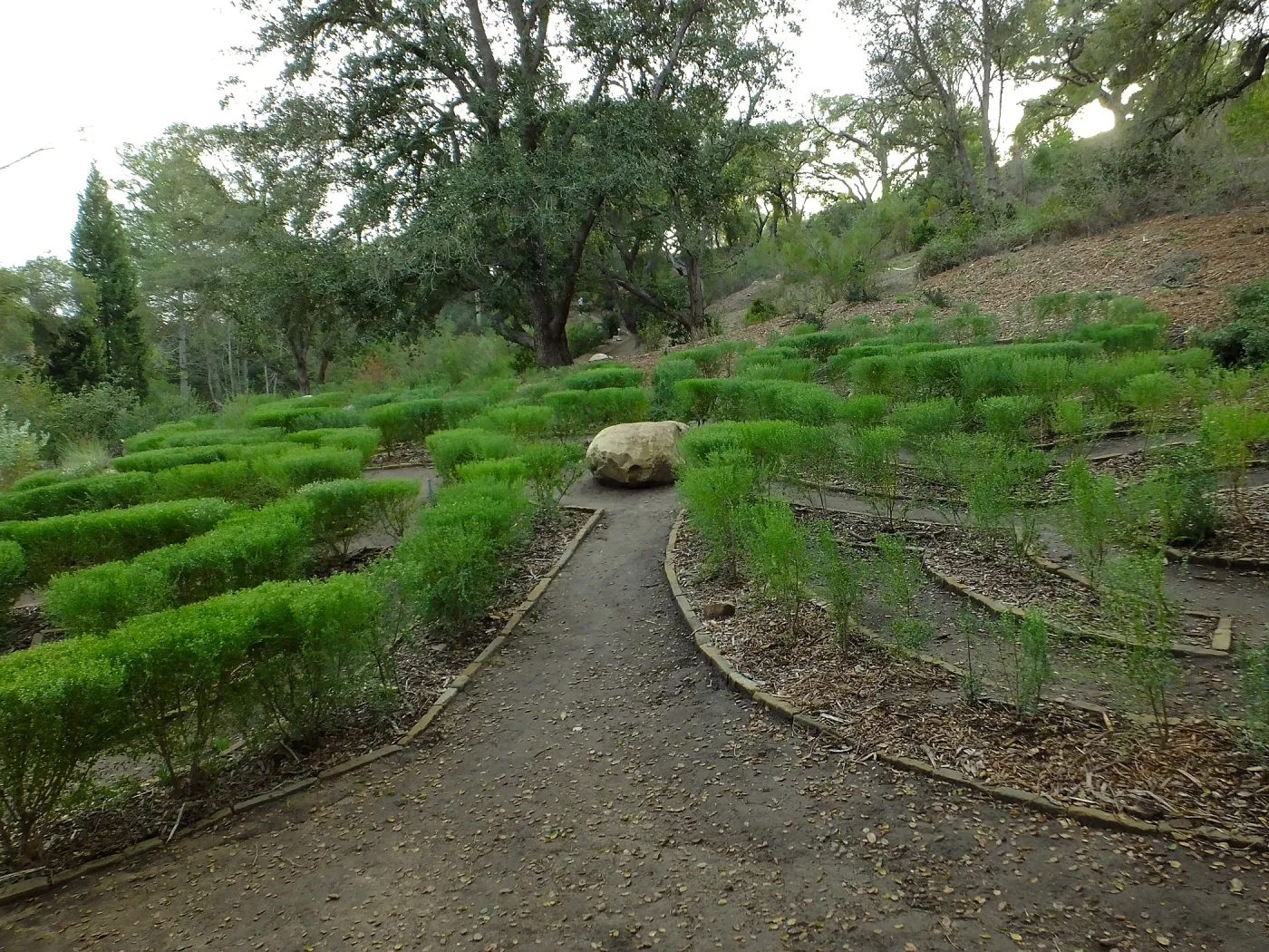 Centennial Maze