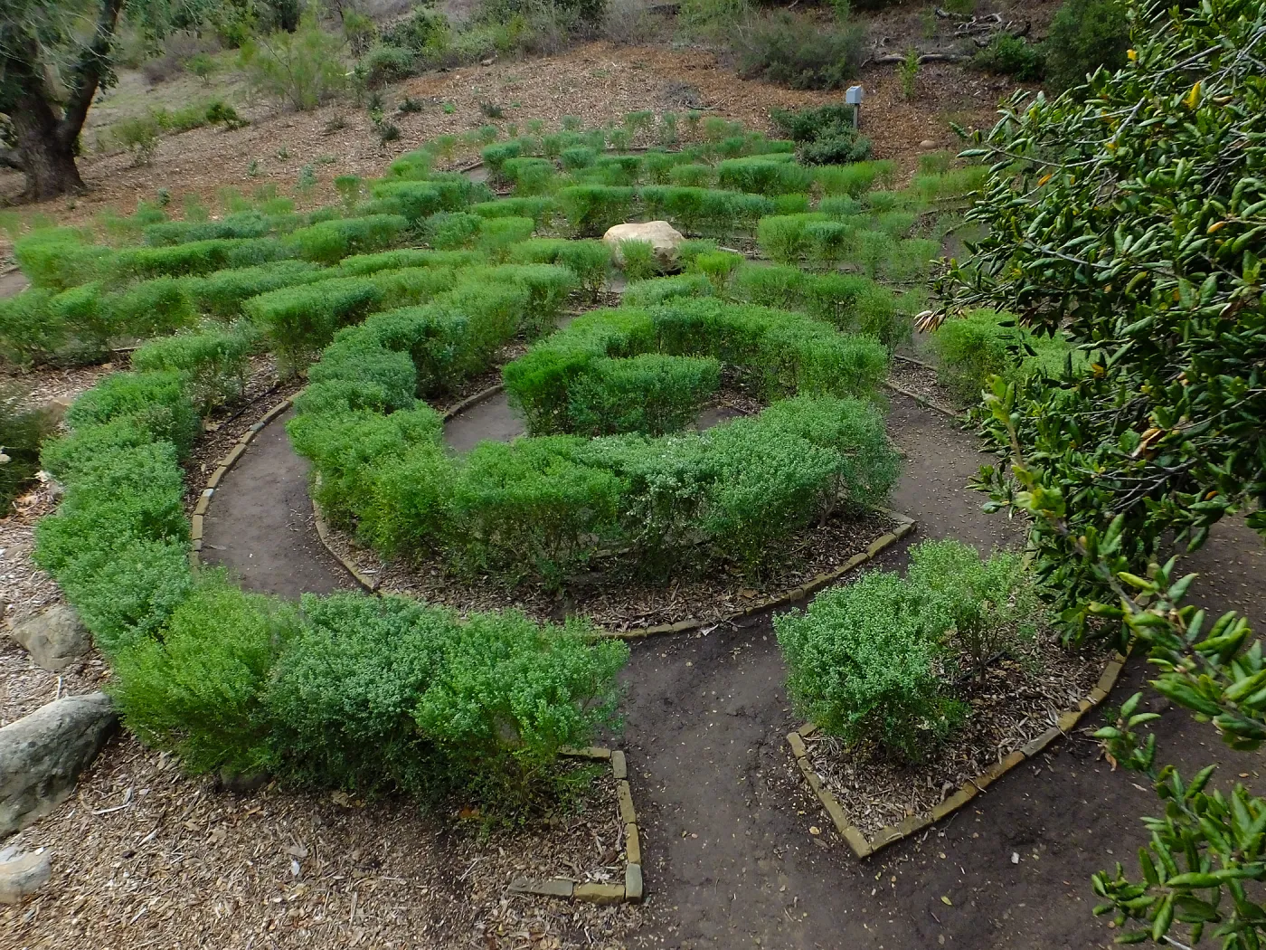 Centennial Maze