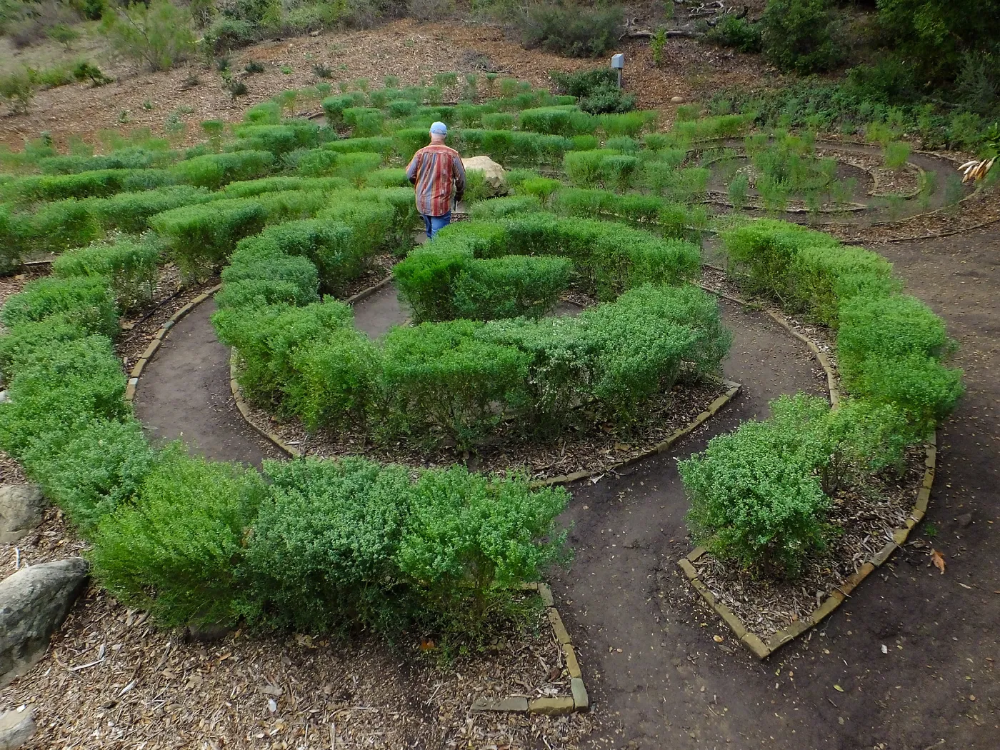 Guest navigating the Centennial Maze