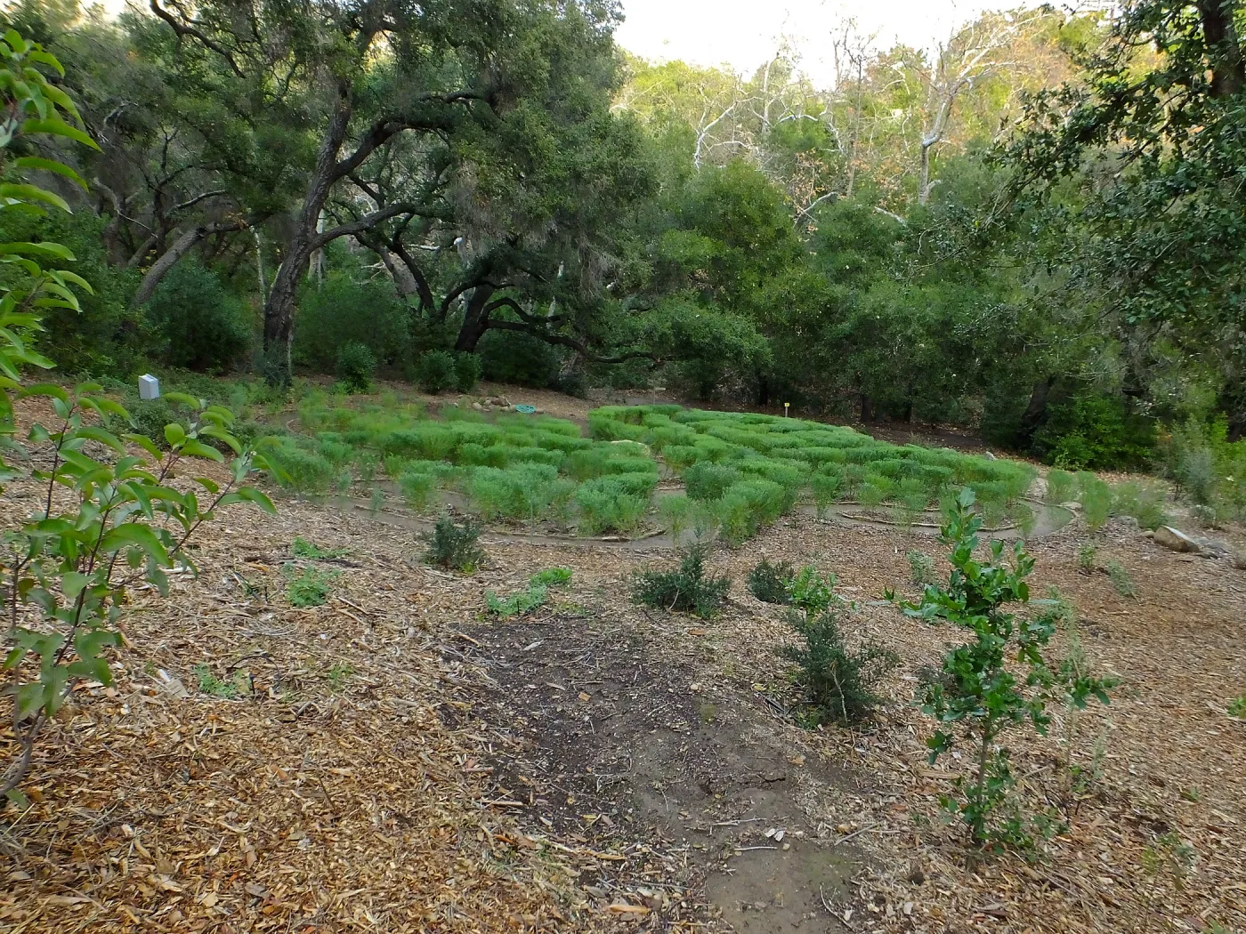 Centennial Maze