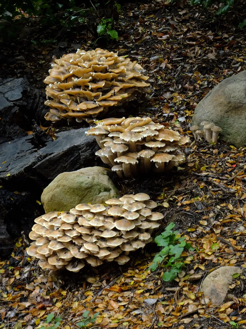 Armillaria mellea, Honey Mushroom