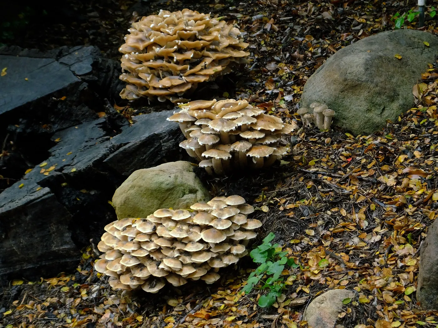 Armillaria mellea, Honey Mushroom