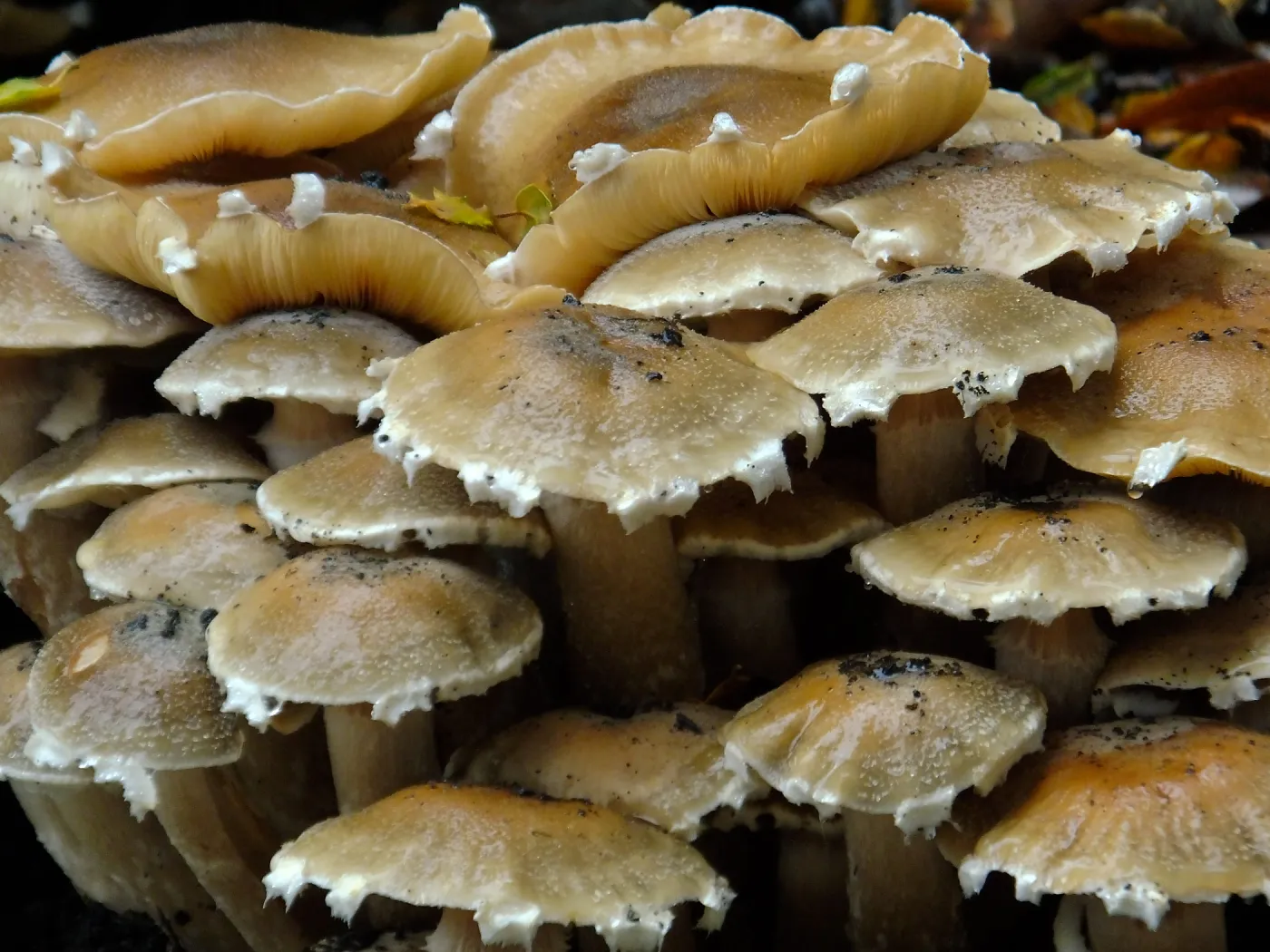 Armillaria mellea, Honey Mushroom