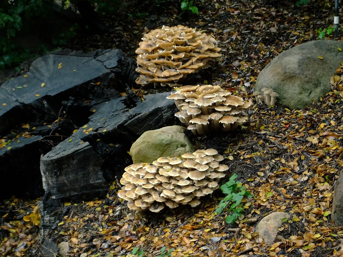 Armillaria mellea, Honey Mushroom